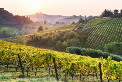 Fotobehang Toscaanse wijngaard op een heuvel