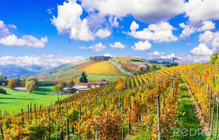 Fotobehang Toscaanse wijngaarden in de zon