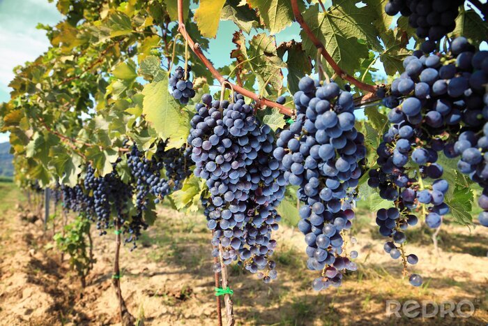 Fotobehang Toscane wijndruiven