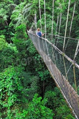 Fotobehang Touwbrug in de groene jungle