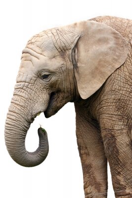Fotobehang Transparante achtergrond en olifant