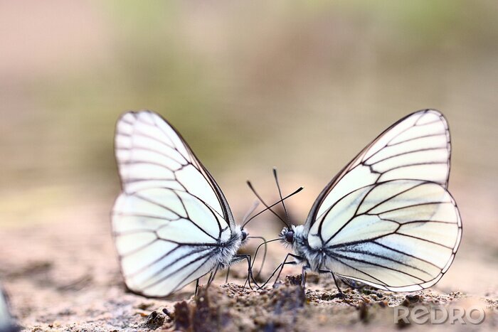 Fotobehang Transparante vlinder zittend op de grond