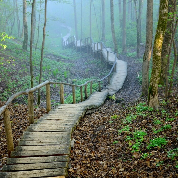 Fotobehang Trappen in het bos verdwijnen in de dichte mist
