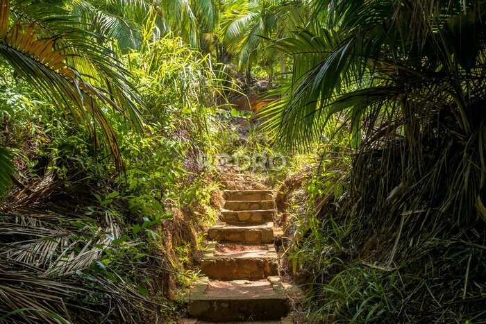 Fotobehang Trappen in het tropische woud