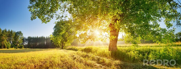 Fotobehang tree foliage in beautiful morning light with sunlight in summer