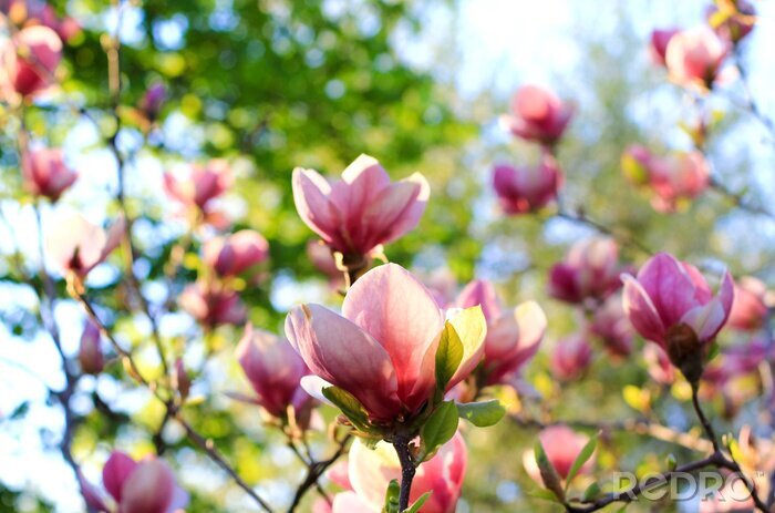 Fotobehang Trendy magnolia's op een tak