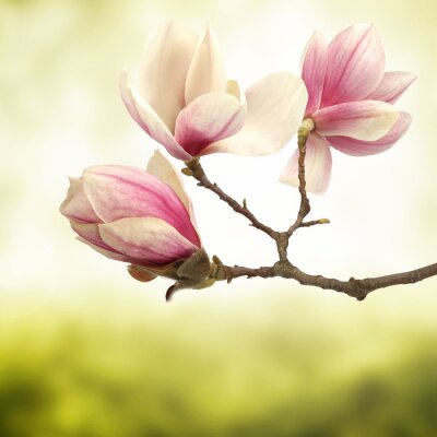 Fotobehang Trendy roze magnolia