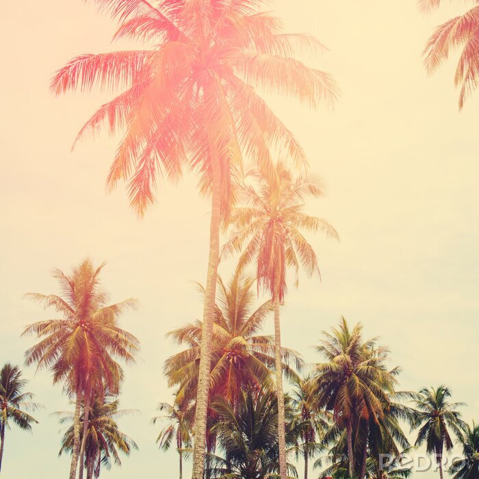 Fotobehang Tropen en palmbomen