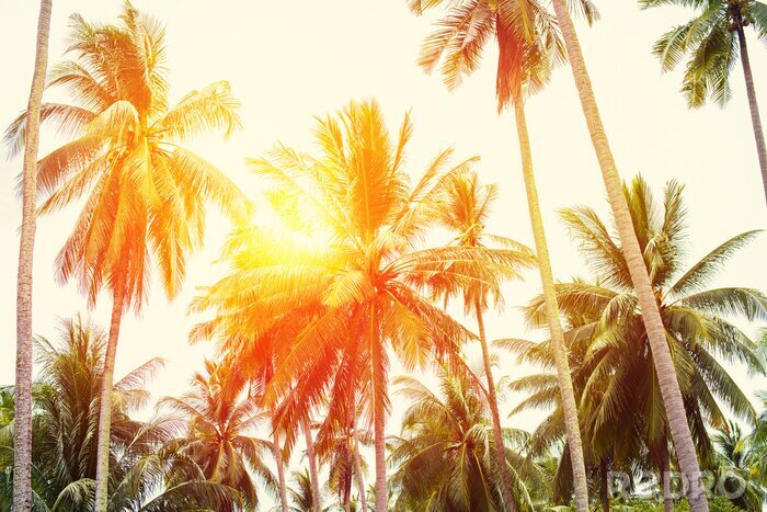 Fotobehang Tropen en palmbomen in de zon