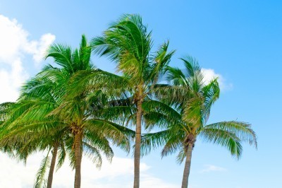 Fotobehang Tropen en palmbomen op een hemelachtergrond