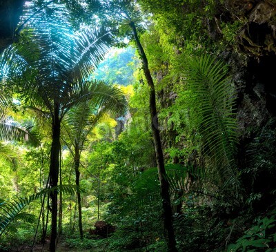 Fotobehang Tropen met groene jungle