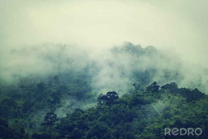 Fotobehang Tropen met mist