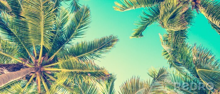 Fotobehang Tropen met palmbomen in vintage stijl