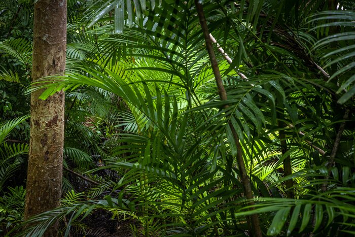 Fotobehang Tropical jungle, Tropical rainforest with different trees.