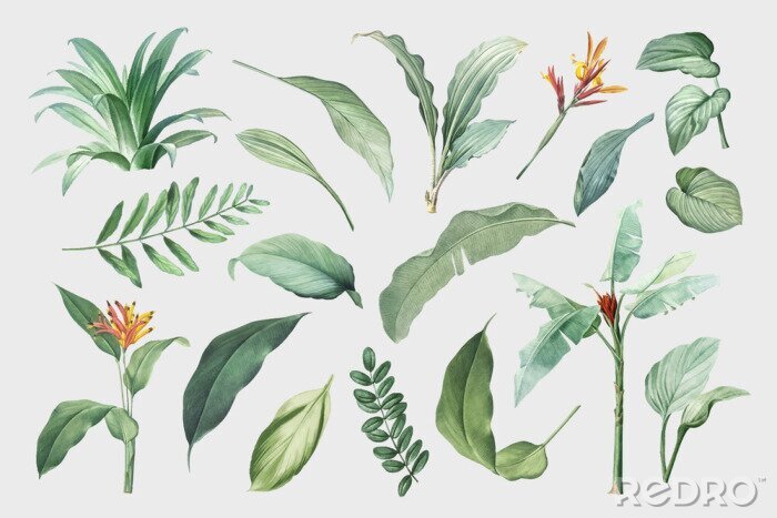 Fotobehang Tropical leaves and plants