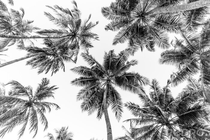 Fotobehang Tropical trees background concept. Beautiful exotic nature view, wonderful palm trees, looking up