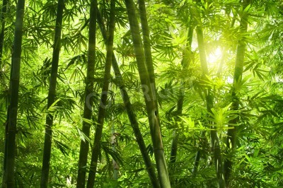 Fotobehang Tropisch bamboebos