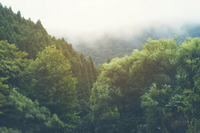 Fotobehang tropisch bos in Japan, vintage filterbeeld