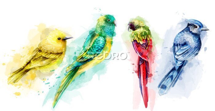 Fotobehang Tropisch gekleurde vogels geschilderd in aquarel