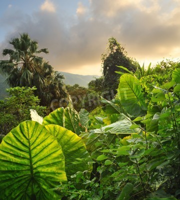 Fotobehang Tropisch groen landschap