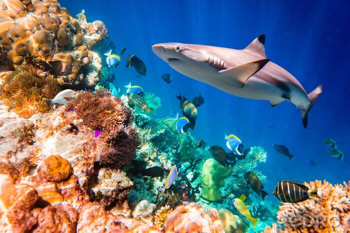 Fotobehang Tropisch koraalrif en haai