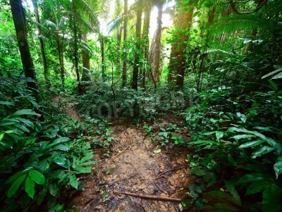 Fotobehang Tropisch oerbos