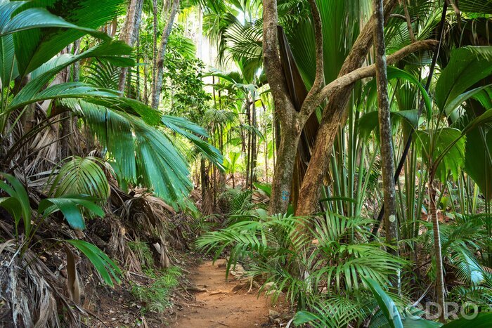 Fotobehang Tropisch regenwoud