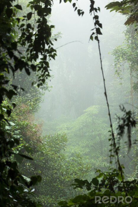 Fotobehang Tropisch regenwoud