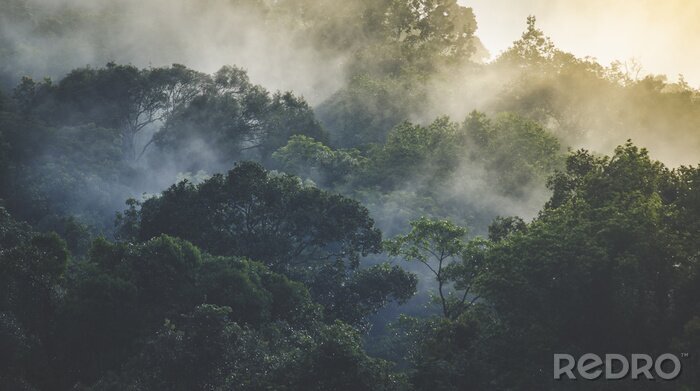 Fotobehang Tropisch regenwoudlandschap in de mist