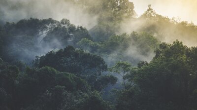 Fotobehang Tropisch regenwoudlandschap in de mist