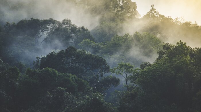 Fotobehang Tropisch regenwoudlandschap in de mist