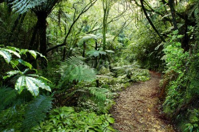 Fotobehang Tropisch woud in Nieuw Zeeland