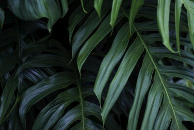 Fotobehang Tropische bladeren dunn