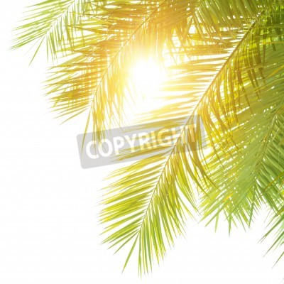Fotobehang Tropische bladeren in de zon