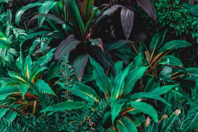 Fotobehang Tropische bladeren in een bos