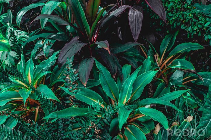 Fotobehang Tropische bladeren in een bos