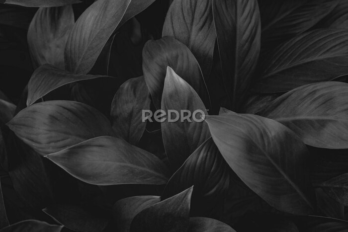 Fotobehang Tropische bladeren in zwart
