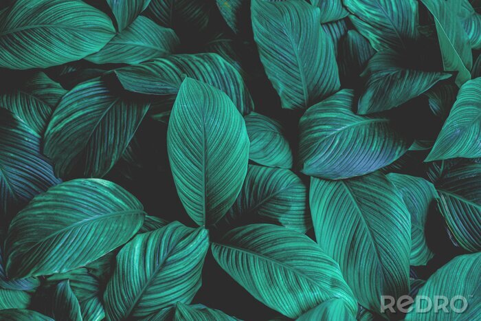 Fotobehang Tropische bladeren op donkere achtergrond