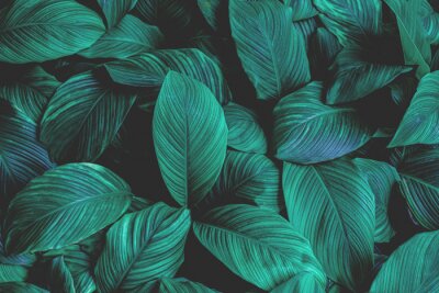 Fotobehang Tropische bladeren op donkere achtergrond