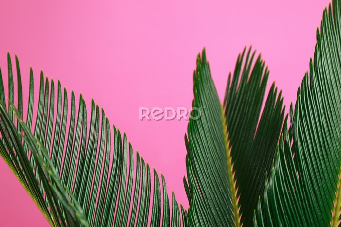 Fotobehang Tropische bladeren op een roze achtergrond