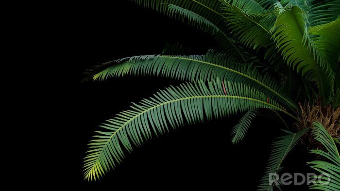 Fotobehang Tropische bladeren op zwarte achtergrond