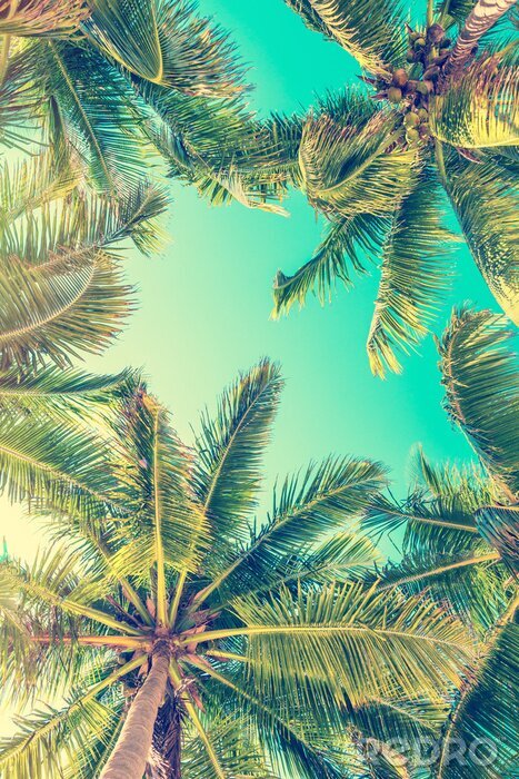 Fotobehang Tropische bomen op de achtergrond van de hemel