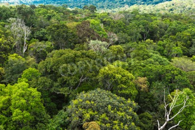 Fotobehang Tropische gebieden in Brazilië
