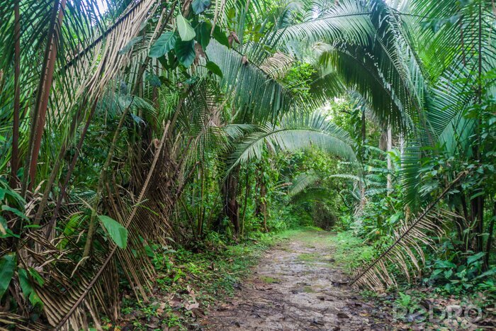 Fotobehang Tropische jungle in 3D