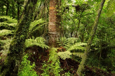 Fotobehang Tropische jungle met planten