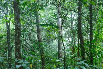Fotobehang Tropische jungle na regen
