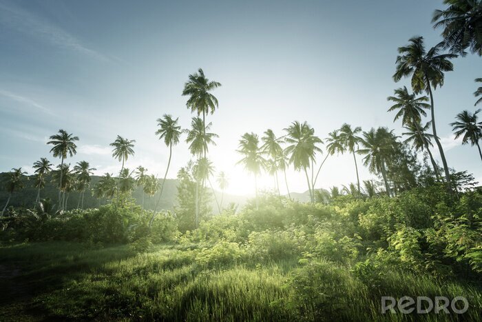 Fotobehang Tropische jungle op de Seychellen