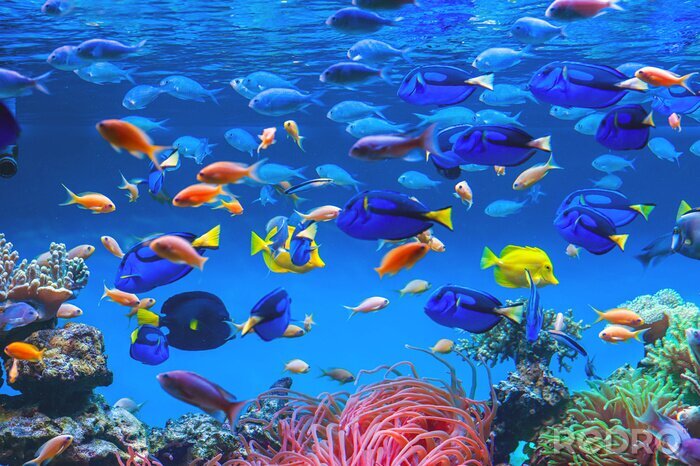Fotobehang Tropische kleurrijke vissen
