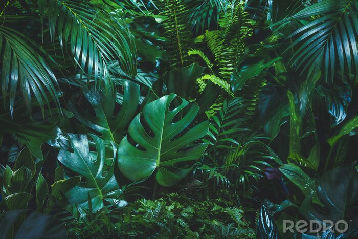Fotobehang Tropische oerwoudplanten