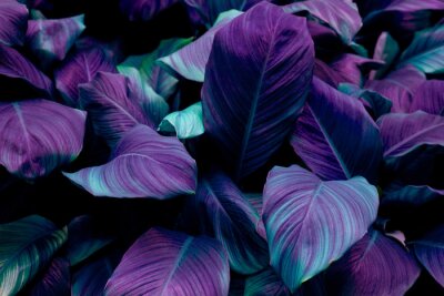 Fotobehang Tropische paarse planten
